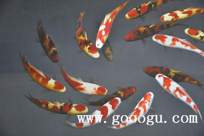 蘇繡年年有余，蘇繡精品，刺繡藝術(shù)品，蘇繡裝飾畫精品